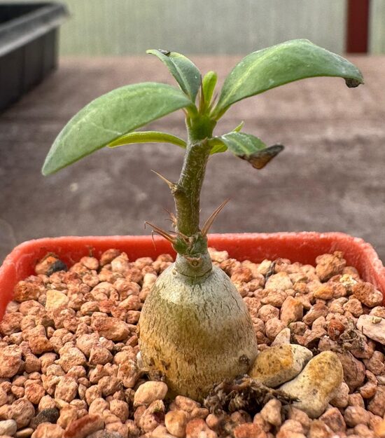 PACHYPODIUM SUCCULENTUM STĀDIŅŠ